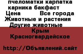 пчеломатки карпатка карника бакфаст F-1 › Цена ­ 800 - Все города Животные и растения » Другие животные   . Крым,Красногвардейское